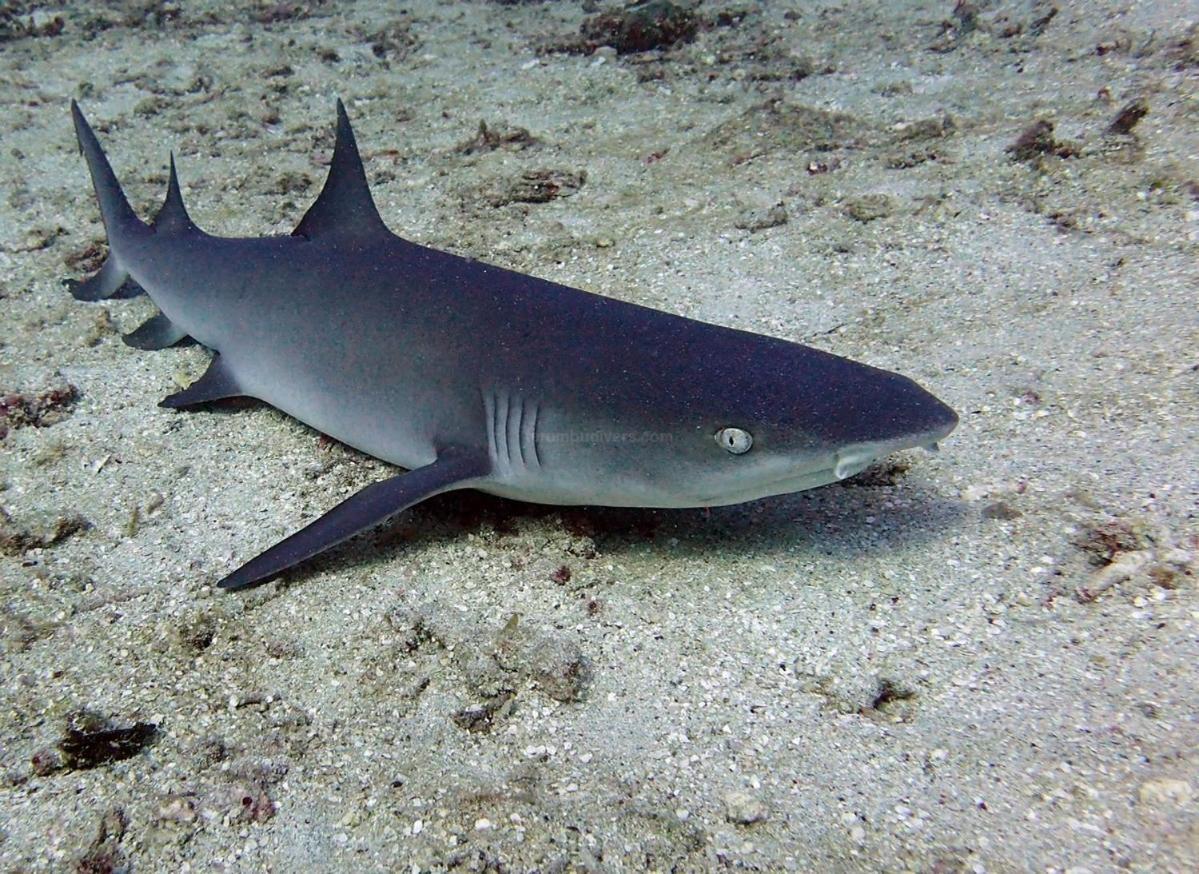 Anema Wellness & Resort Gili Lombok - Diving Center Padi Tanjung  Exteriör bild
